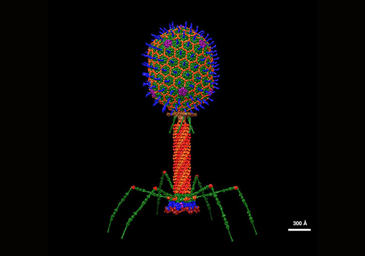 Structural model of a bacteriophage with atomic resolution